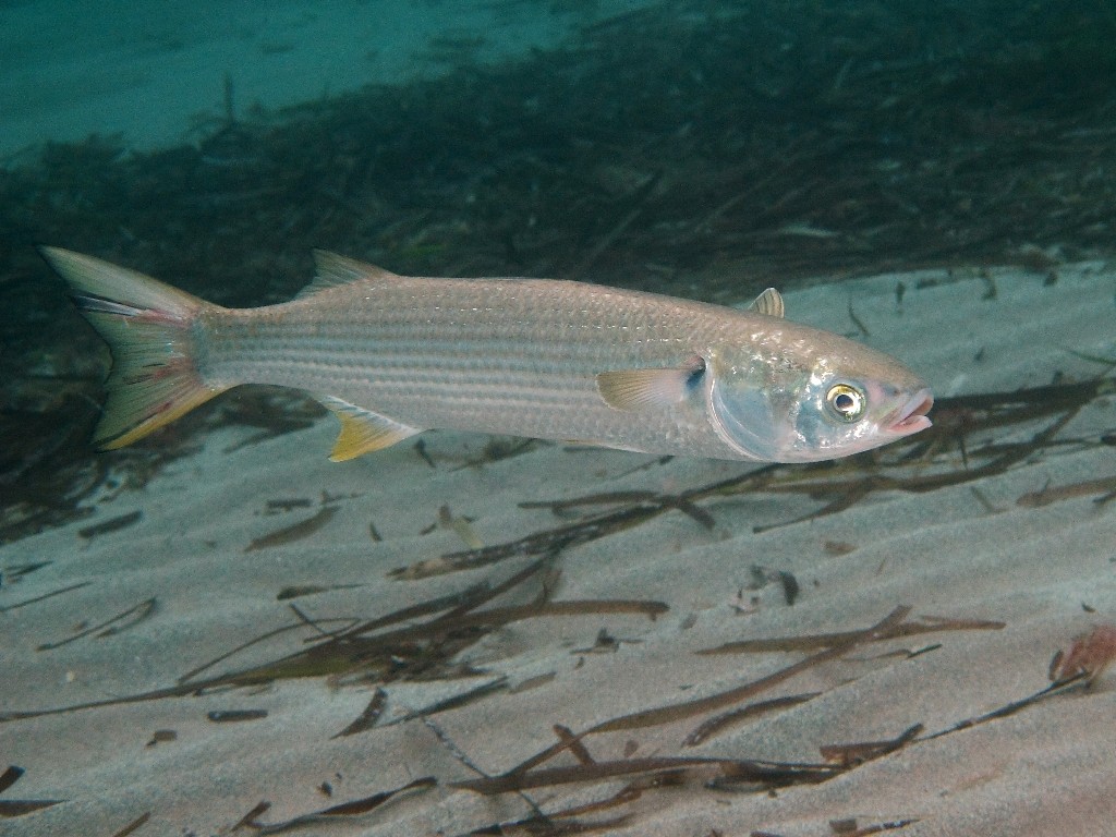 Mugil cephalus (Linnaeus, 1758)